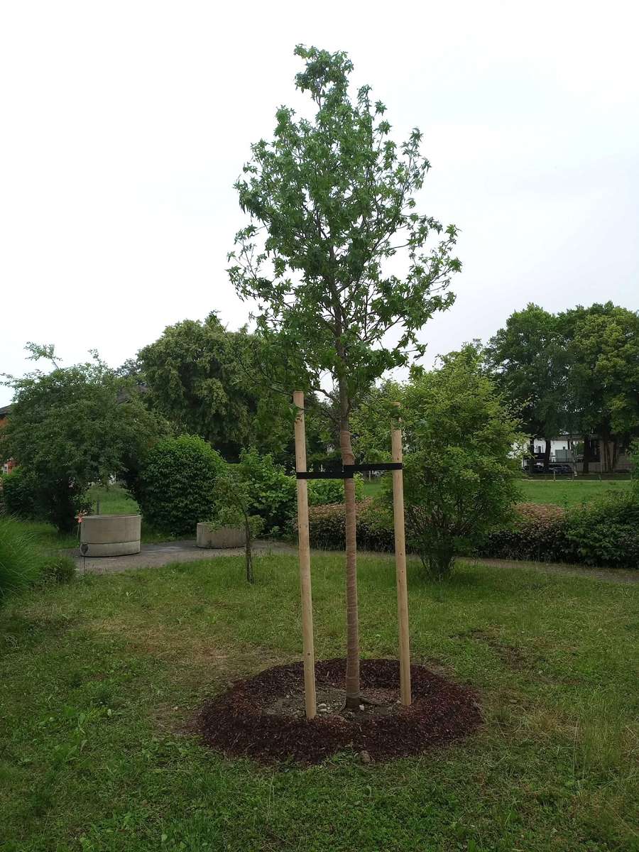 Baum Gemeinde